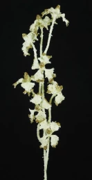 Χριστουγεννιάτικο Κρεμ Κλαδί Χιονέ με Χρυσό Γκλίτερ 50425 (Thumb 1)