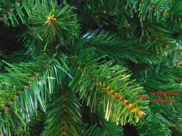 JK Home Décor - Δέντρο Χριστουγέννων Dakota Full Τips 240cm (Thumb 2)